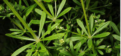 Galium aparine - Labkraut