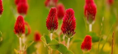 Trifolium Pratense - Rotklee