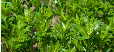 Stillingia Sylvatica