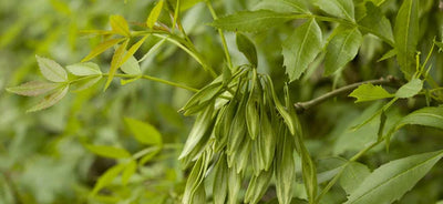 Zanthoxylum Americanum - Stachelesche